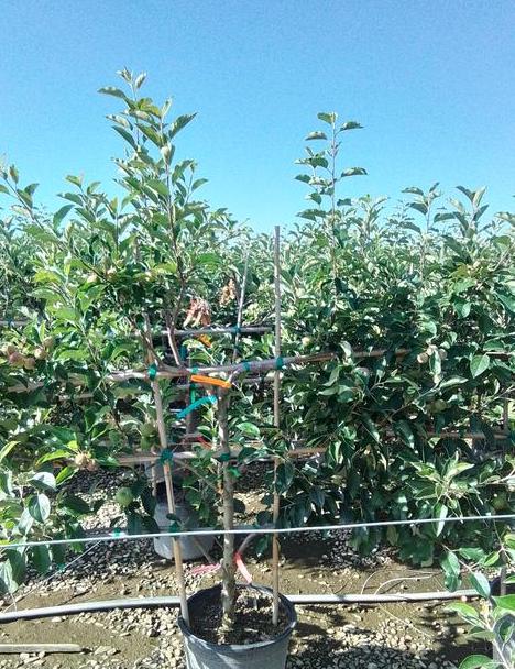 Apple Tree 6-N-1 Multi-Grafted 3-Tier Espalier