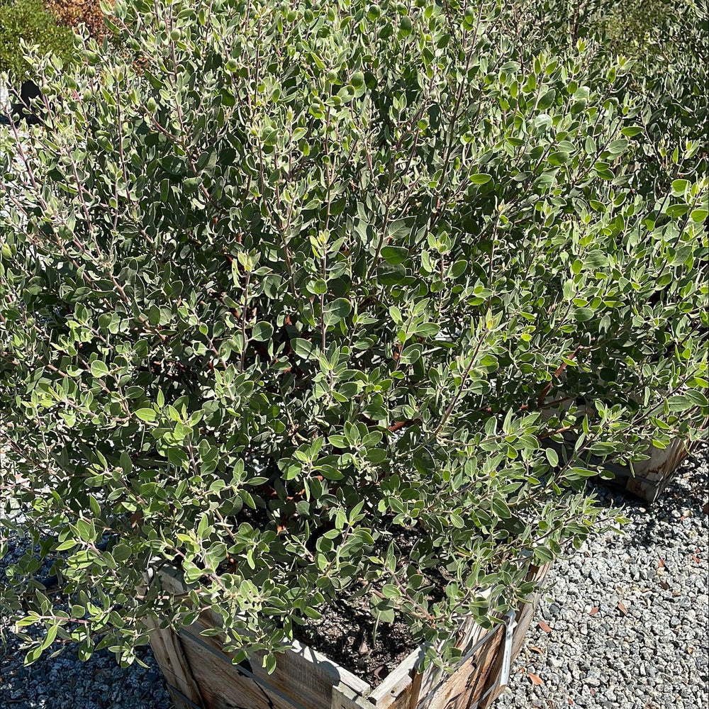 St. Helena Manzanita (Arctostaphylos manzanita 'St. Helena') - Pulled Nursery