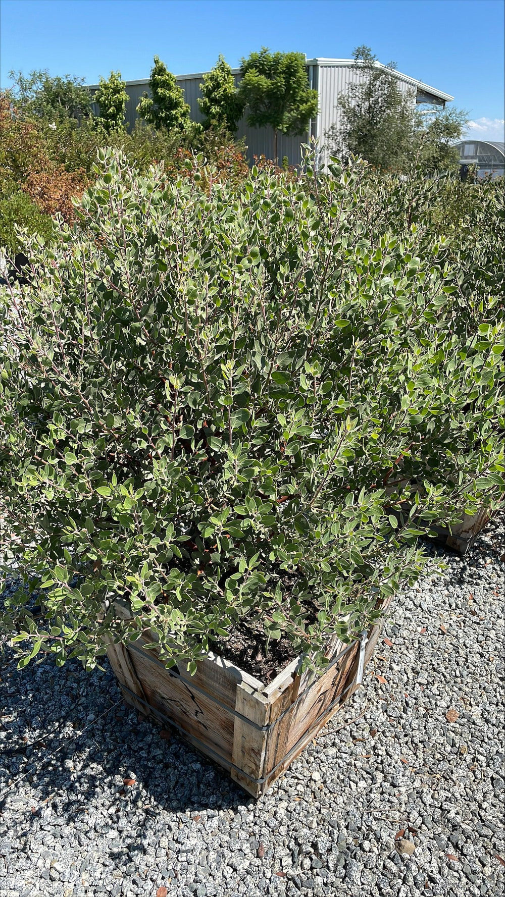 St. Helena Manzanita (Arctostaphylos manzanita 'St. Helena') - Pulled Nursery