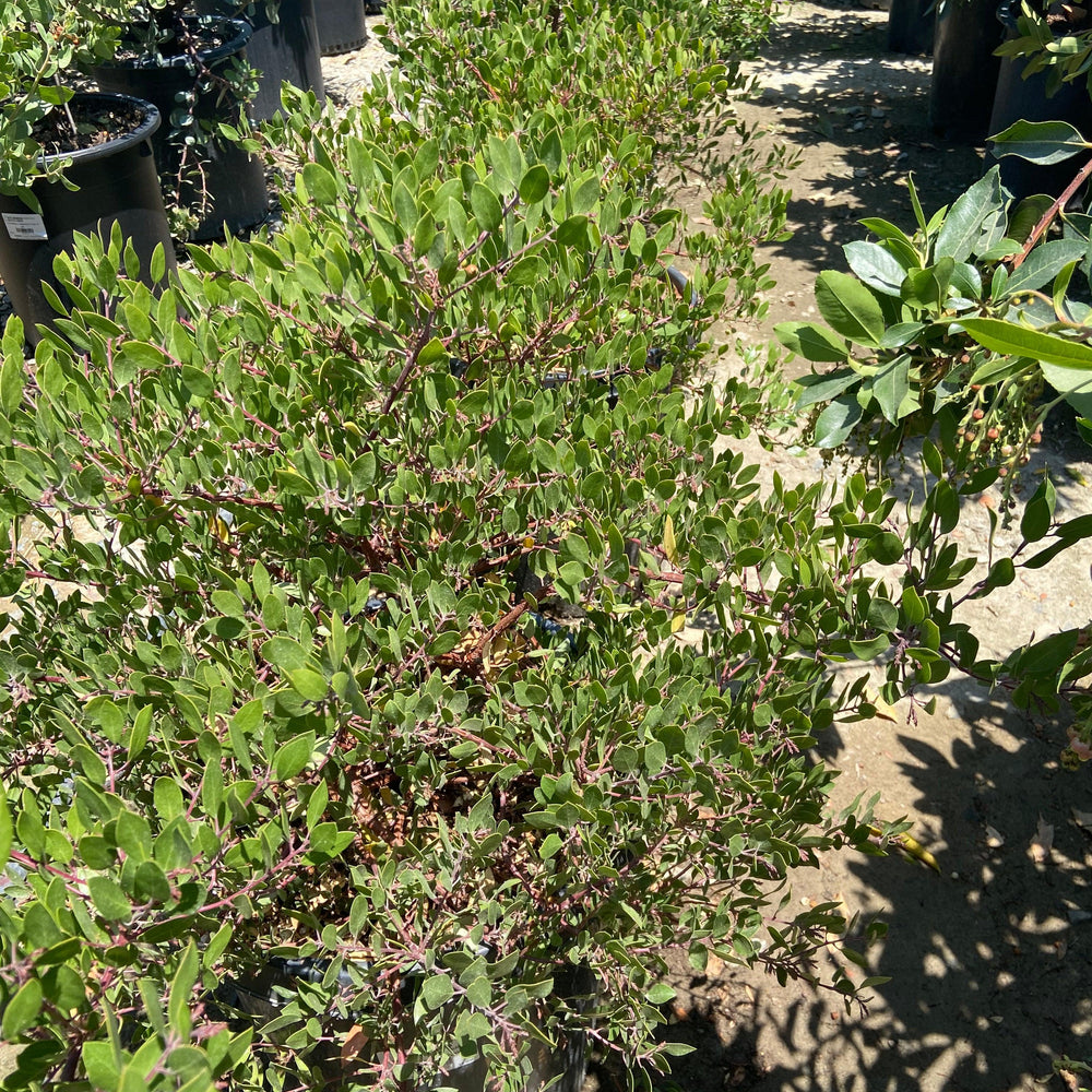 
                      
                        Howard McMinn Manzanita - Arctostaphylos densiflora 'Howard McMinn' - Pulled Nursery
                      
                    