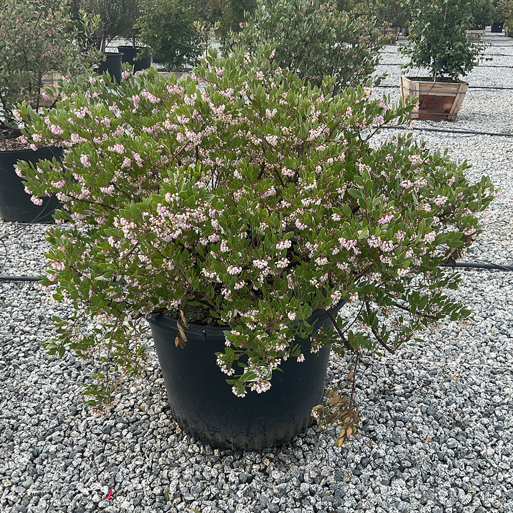 
                      
                        Howard McMinn Manzanita - Arctostaphylos densiflora 'Howard McMinn'
                      
                    