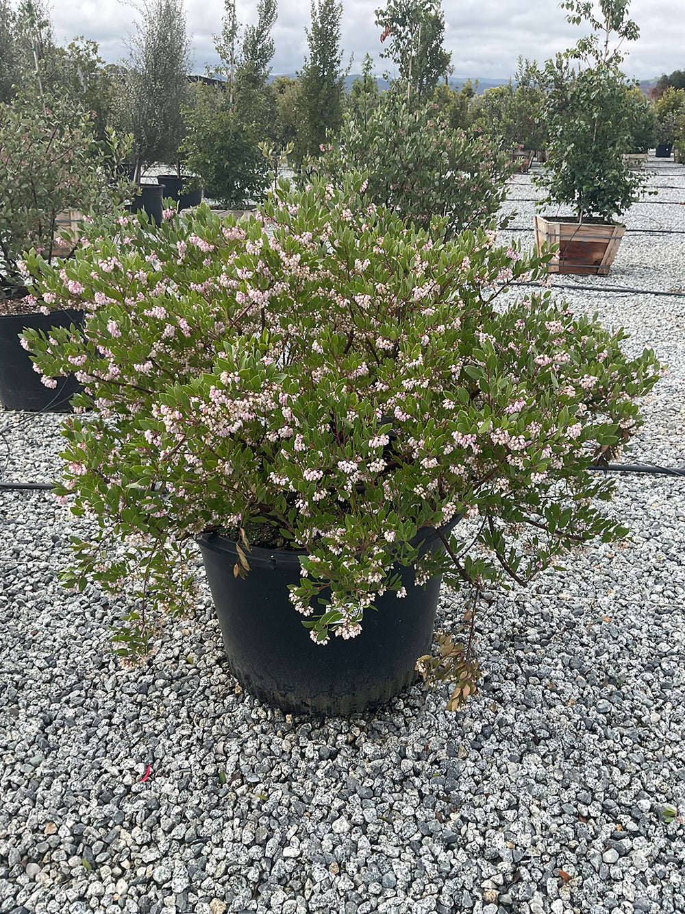 Howard McMinn Manzanita - Arctostaphylos densiflora 'Howard McMinn'