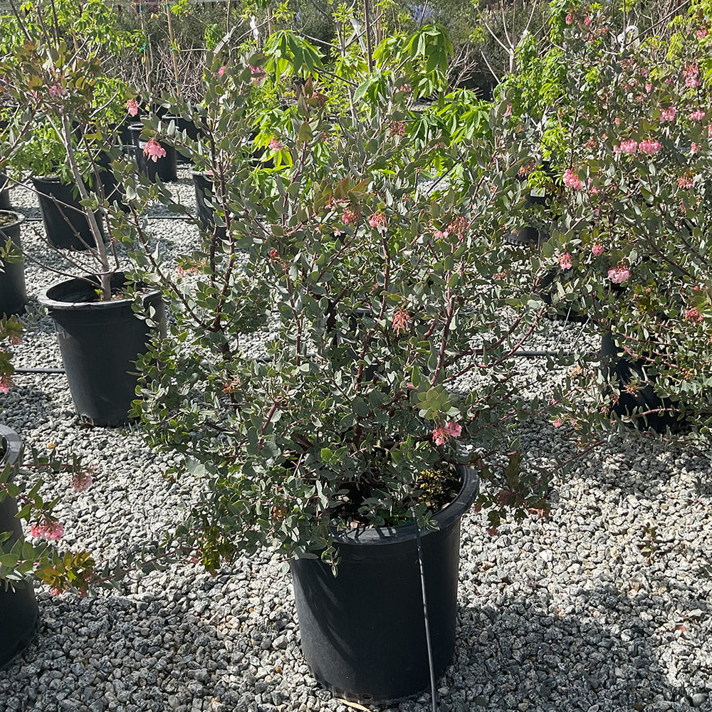 Lester Rowntree Manzanita - Arctostaphylos Lester Rountree