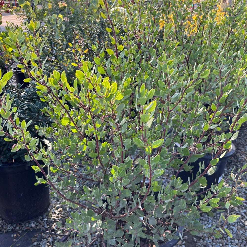 
                      
                        Louis Edmunds Manzanita - Arctostaphylos bakeri 'Louis Edmunds - Pulled Nursery
                      
                    