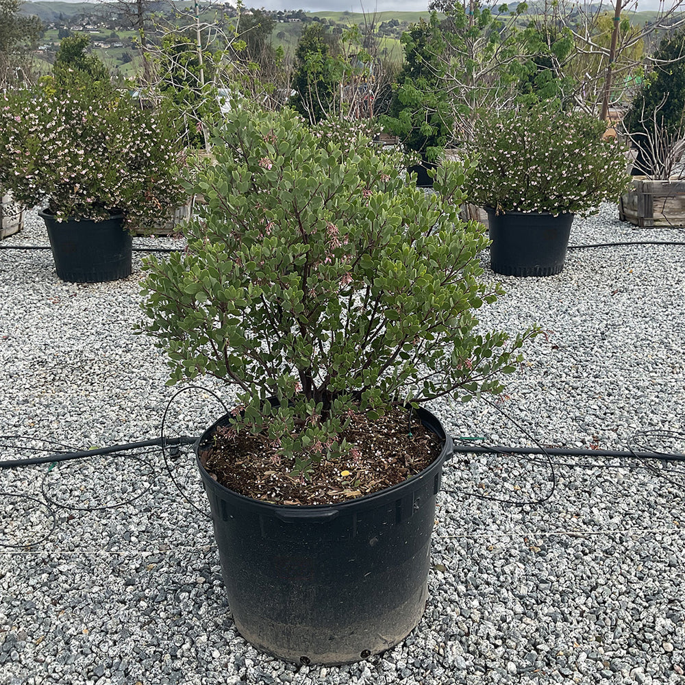 
                      
                        Louis Edmunds Manzanita - Arctostaphylos bakeri 'Louis Edmunds
                      
                    