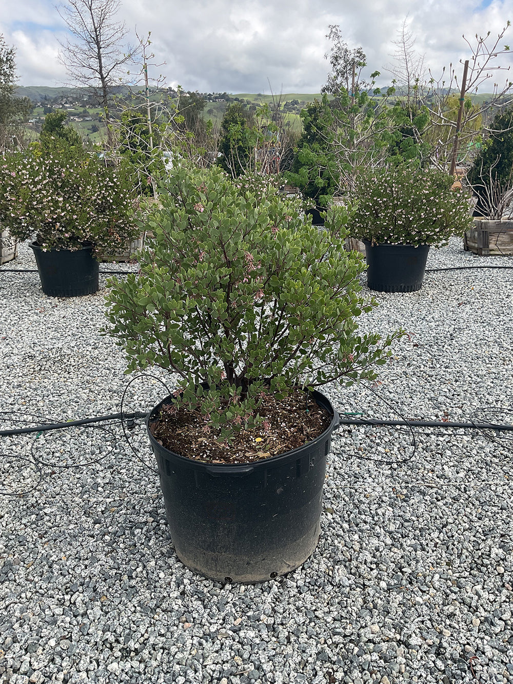 Louis Edmunds Manzanita - Arctostaphylos bakeri 'Louis Edmunds