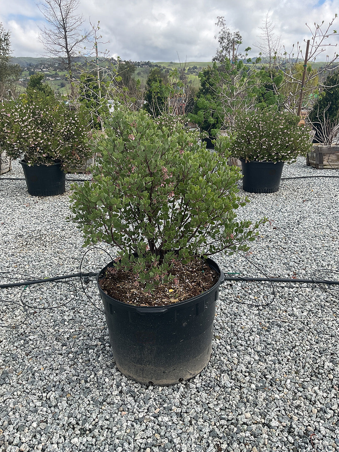 Louis Edmunds Manzanita - Arctostaphylos bakeri 'Louis Edmunds