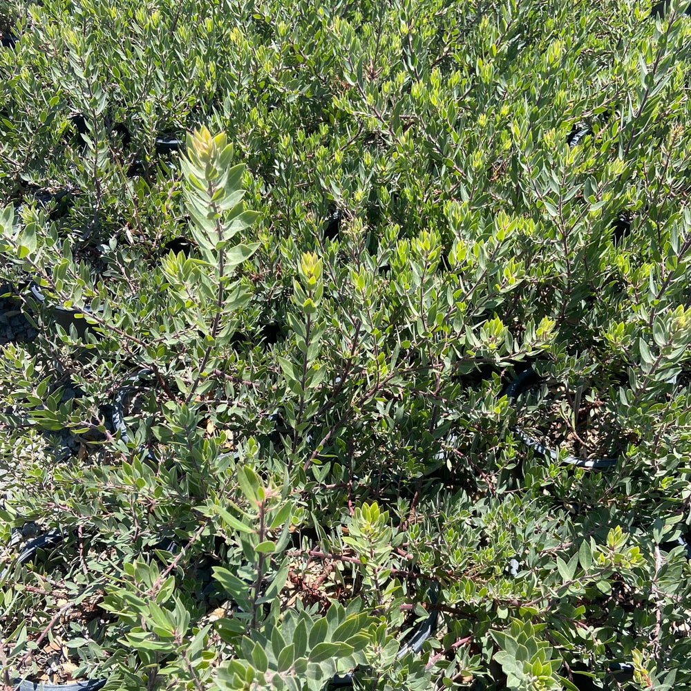 
                      
                        Pacific Mist Manzanita - Arctostaphylos 'Pacific Mist - Pulled Nursery
                      
                    