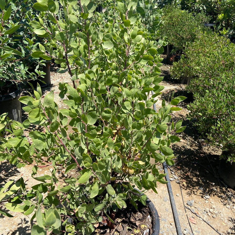 
                      
                        St. Helena Manzanita (Arctostaphylos manzanita 'St. Helena') - Pulled Nursery
                      
                    