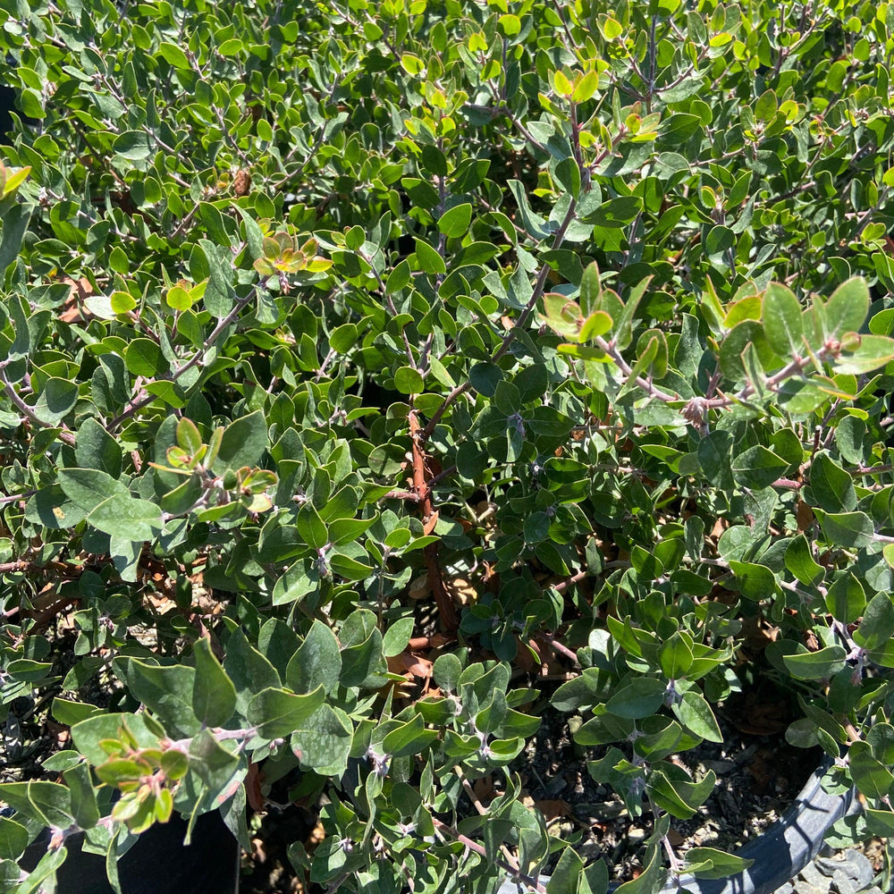 Sunset Manzanita - Arctostaphylos 'Sunset - Pulled Nursery