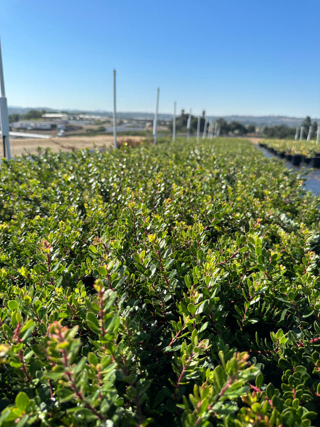 Emerald Carpet Manzanita - Arctostaphylos Emerald Carpet