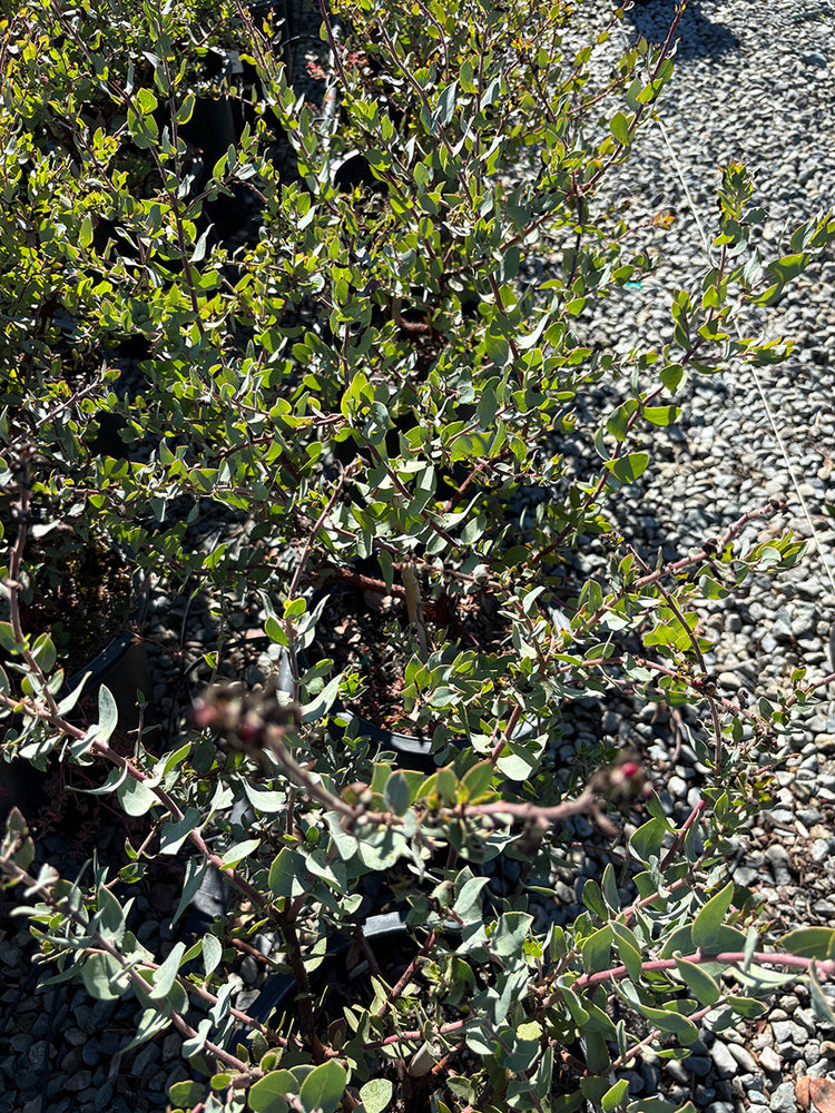 Warren Roberts Pajaro Manzanita - Arctostaphylos pajaroensis Warren Roberts