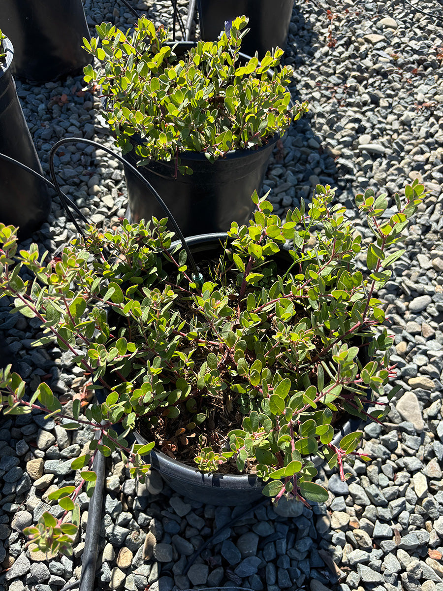Rosy Dawn Little Sur Manzanita - Arctostaphylos edmundsii Rosy Dawn