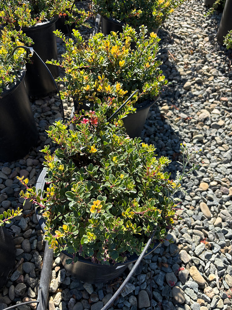 Wood's Compact Bearberry Manzanita - Arctostaphylos uva-ursi Wood's Compact