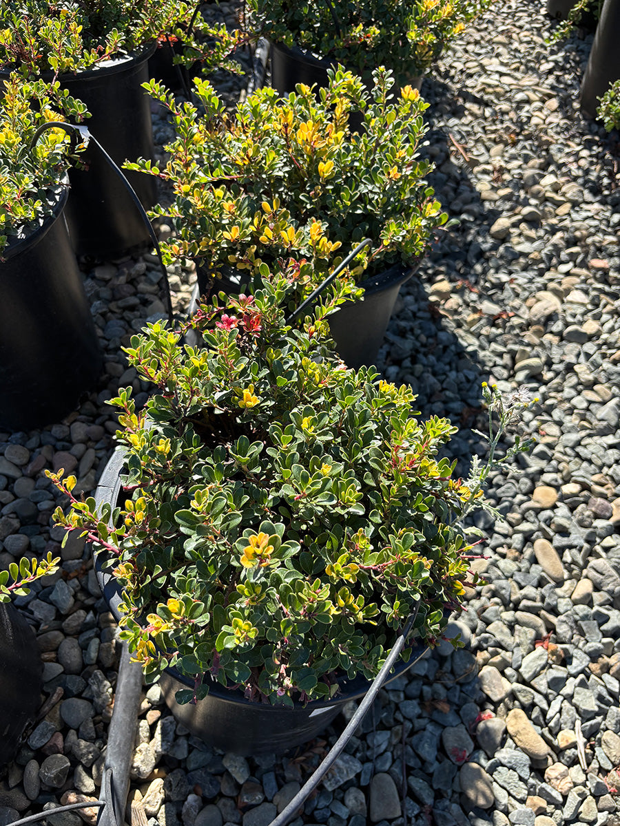 Wood's Compact Bearberry Manzanita - Arctostaphylos uva-ursi Wood's Compact