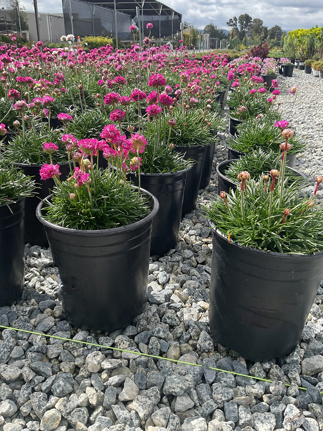 Splendens Splendens Sea Thrift - Armeria Maritima – Yardwork