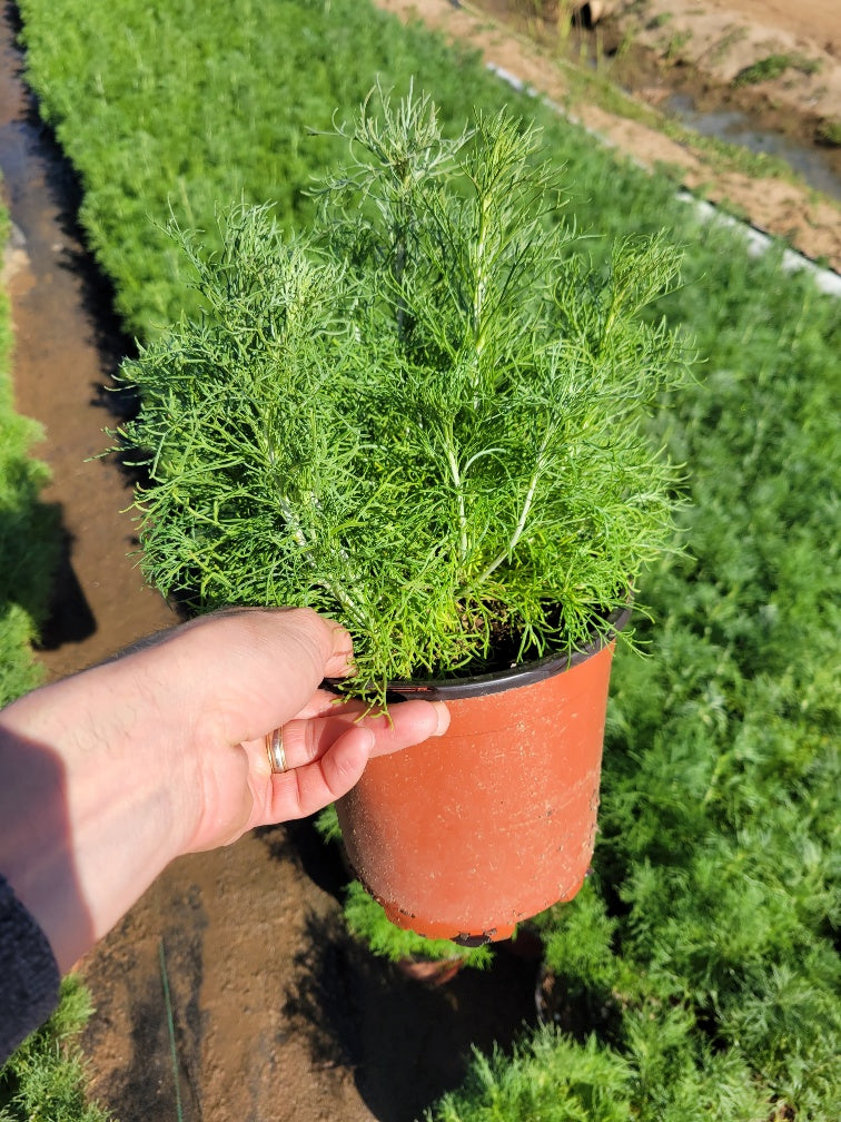 California Sagebrush - Artemisia Californica