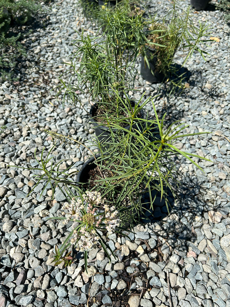 Narrowleaf Milkweed (Asclepias fascicularis)