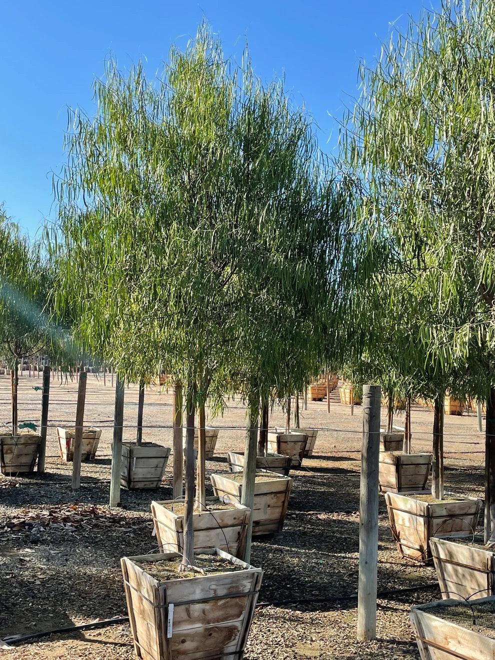 Bobx Australian Willow - Geijera parviflora – Yardwork