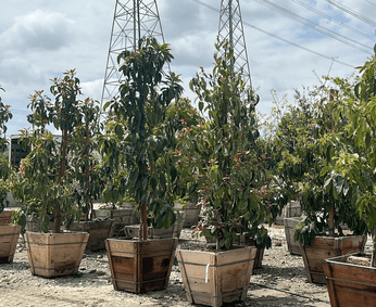 Hass Avocado Tree