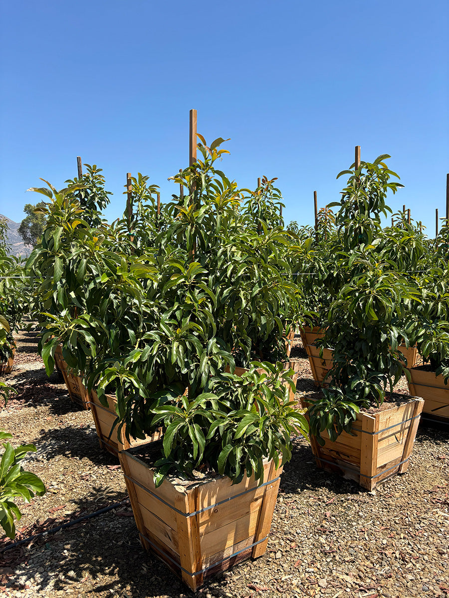 Avocado Tree Little Cado (Type A)