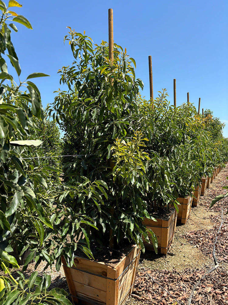 Avocado Tree 'Sir Prize' (Type B)