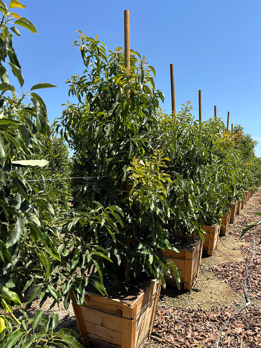 Avocado Tree 'Sir Prize' (Type B)
