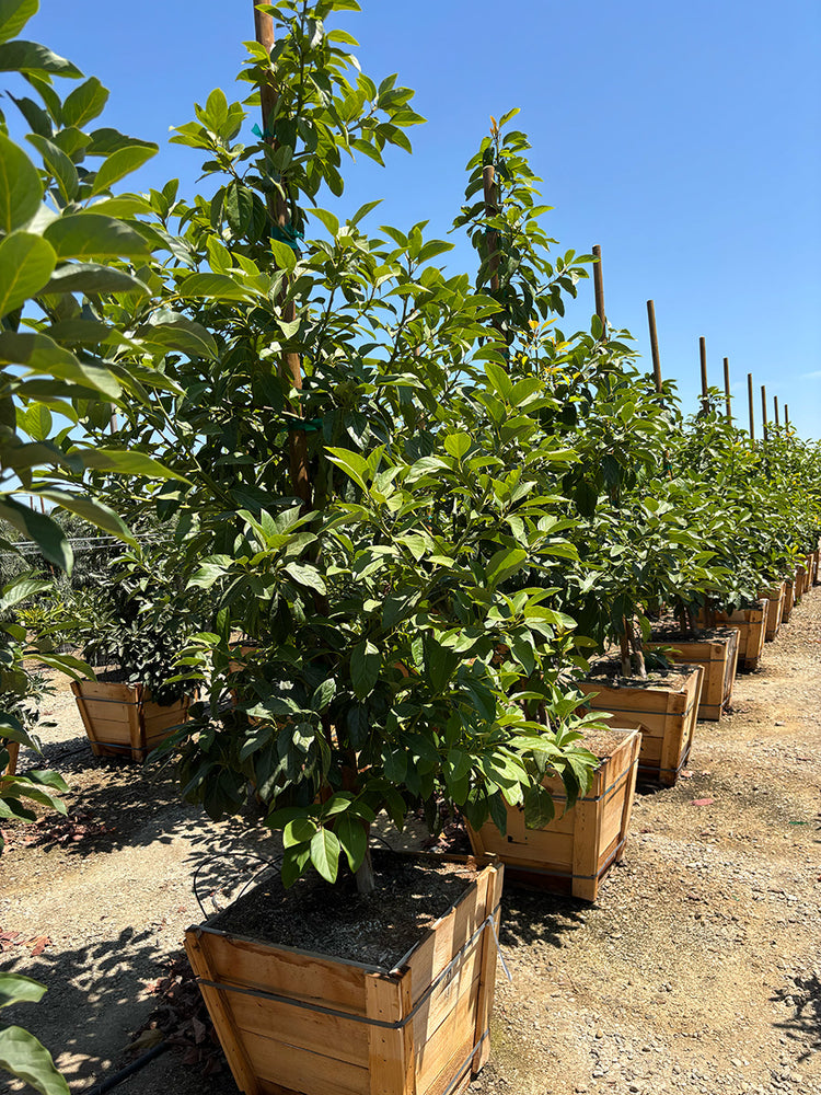 Avocado Tree 'Mexicola Grande' (Type A)