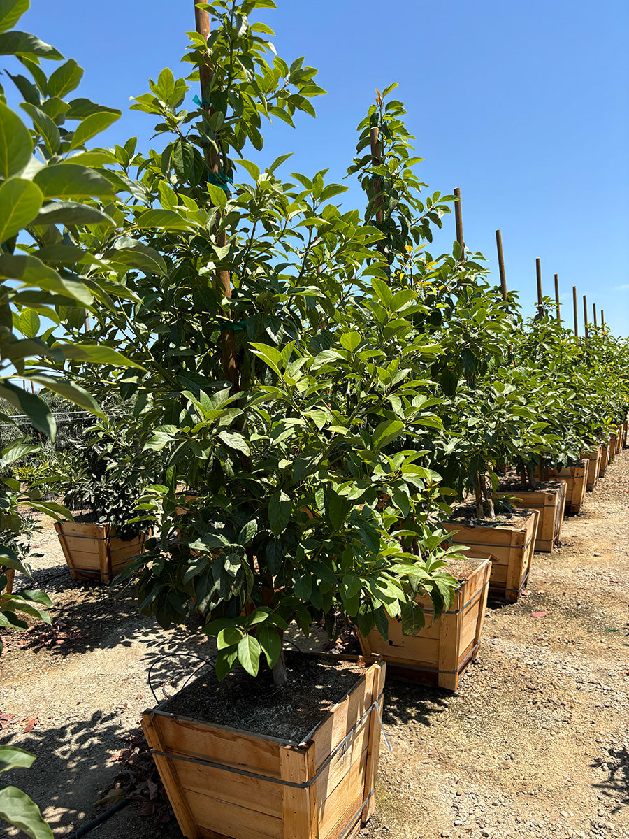 Avocado Tree 'Mexicola Grande' (Type A)