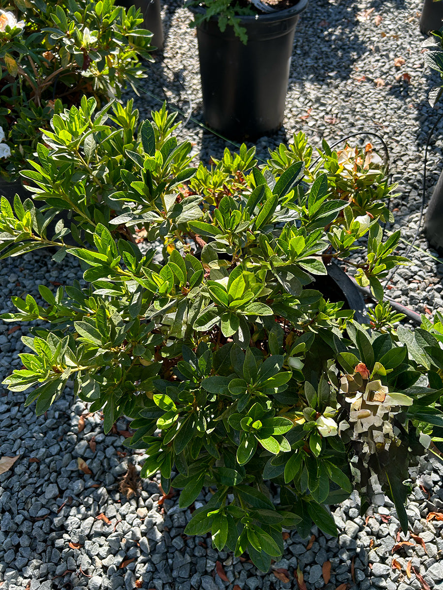 Azalea 'Hino Crimson' (Red)