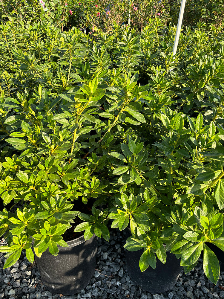 Azalea 'Alaska' (White)