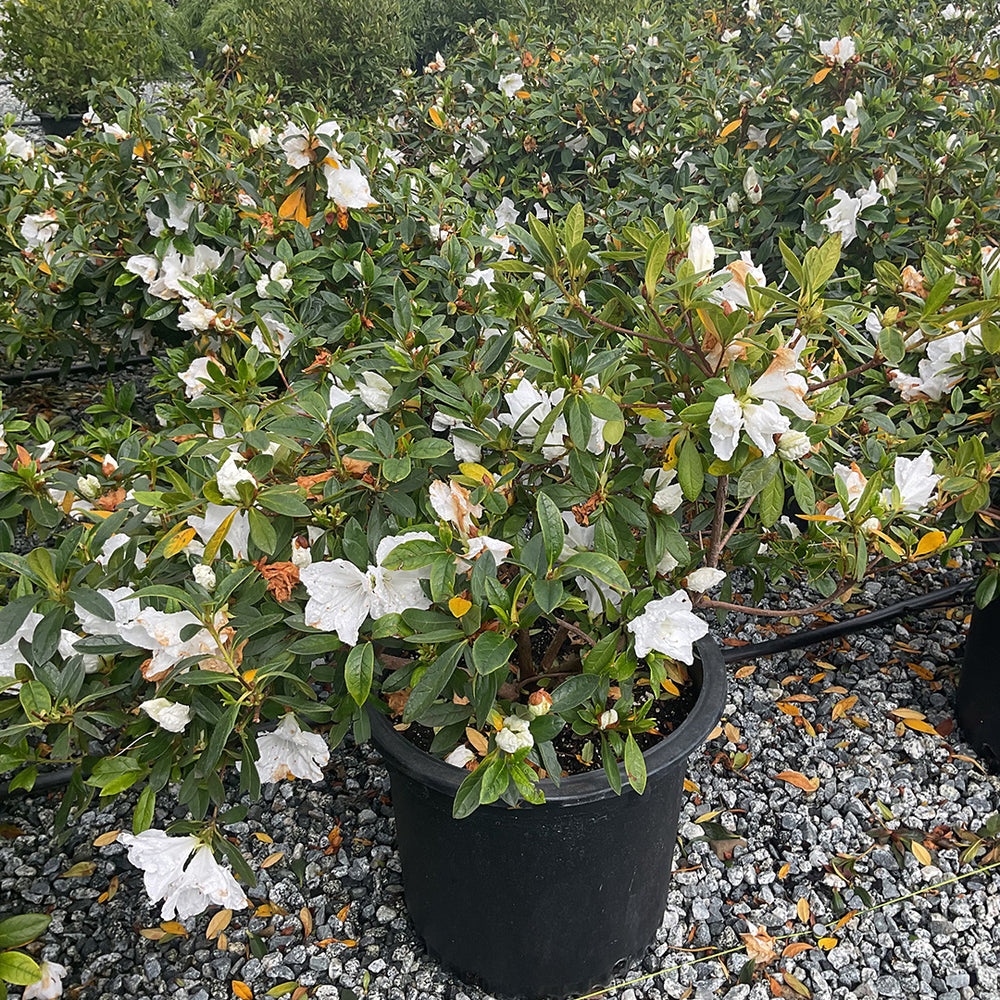 Azalea Alaska White