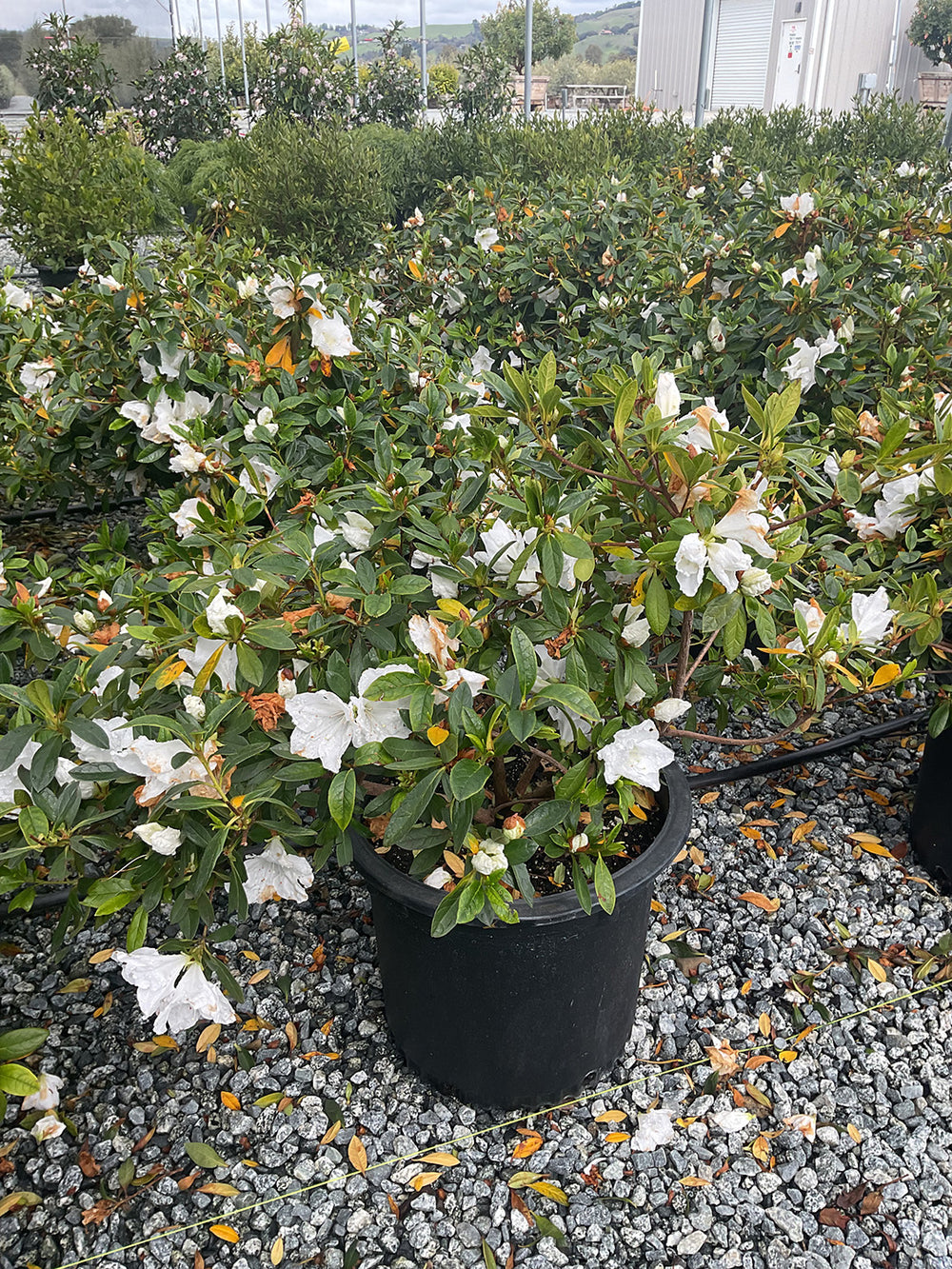 Azalea Alaska White