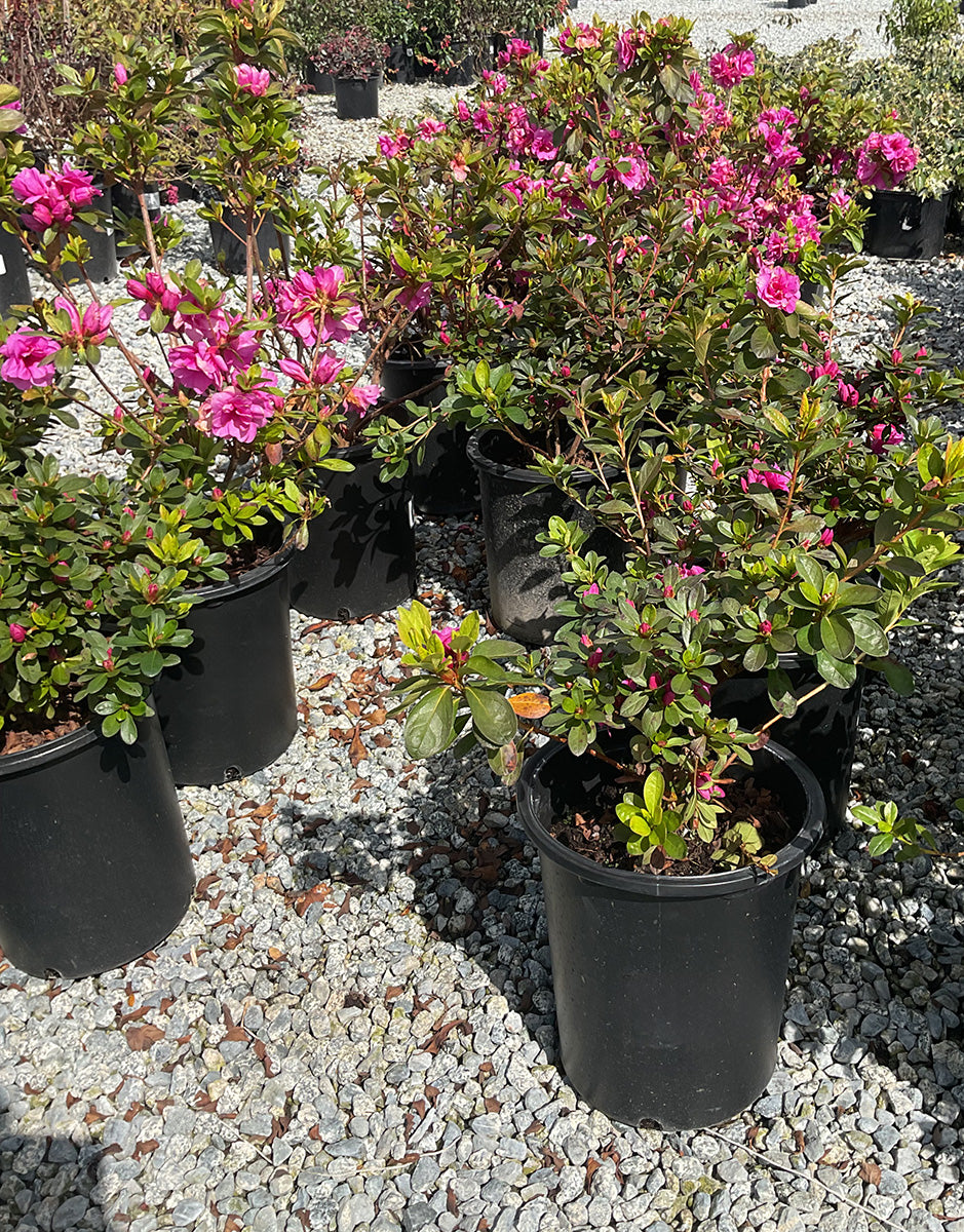 Azalea 'Mistral' (Pink) – Yardwork