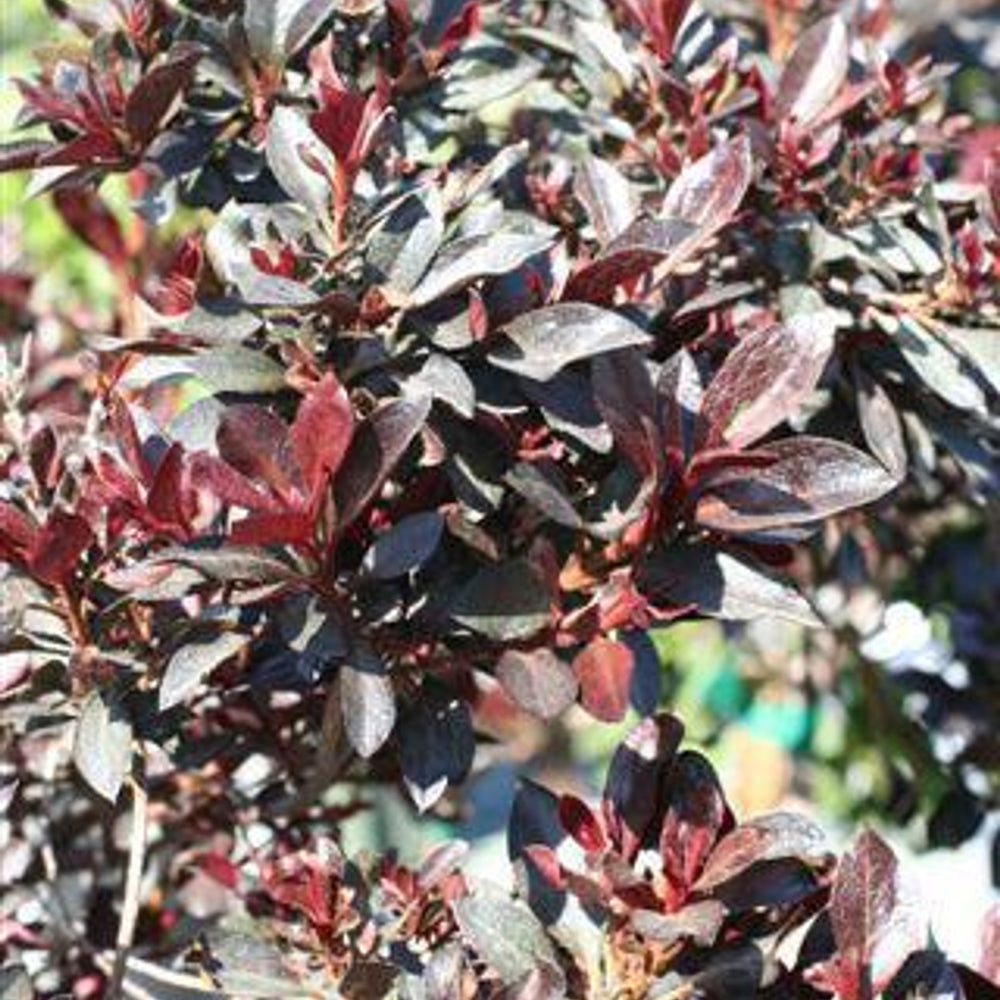 Azalea 'Little John' (Red)