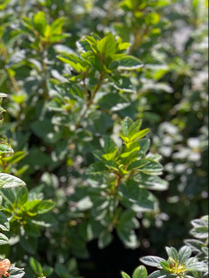 Azalea 'Fielder's White'