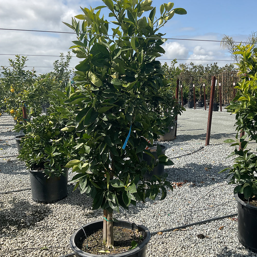 Blood Orange Tree 'Sanguinelli'