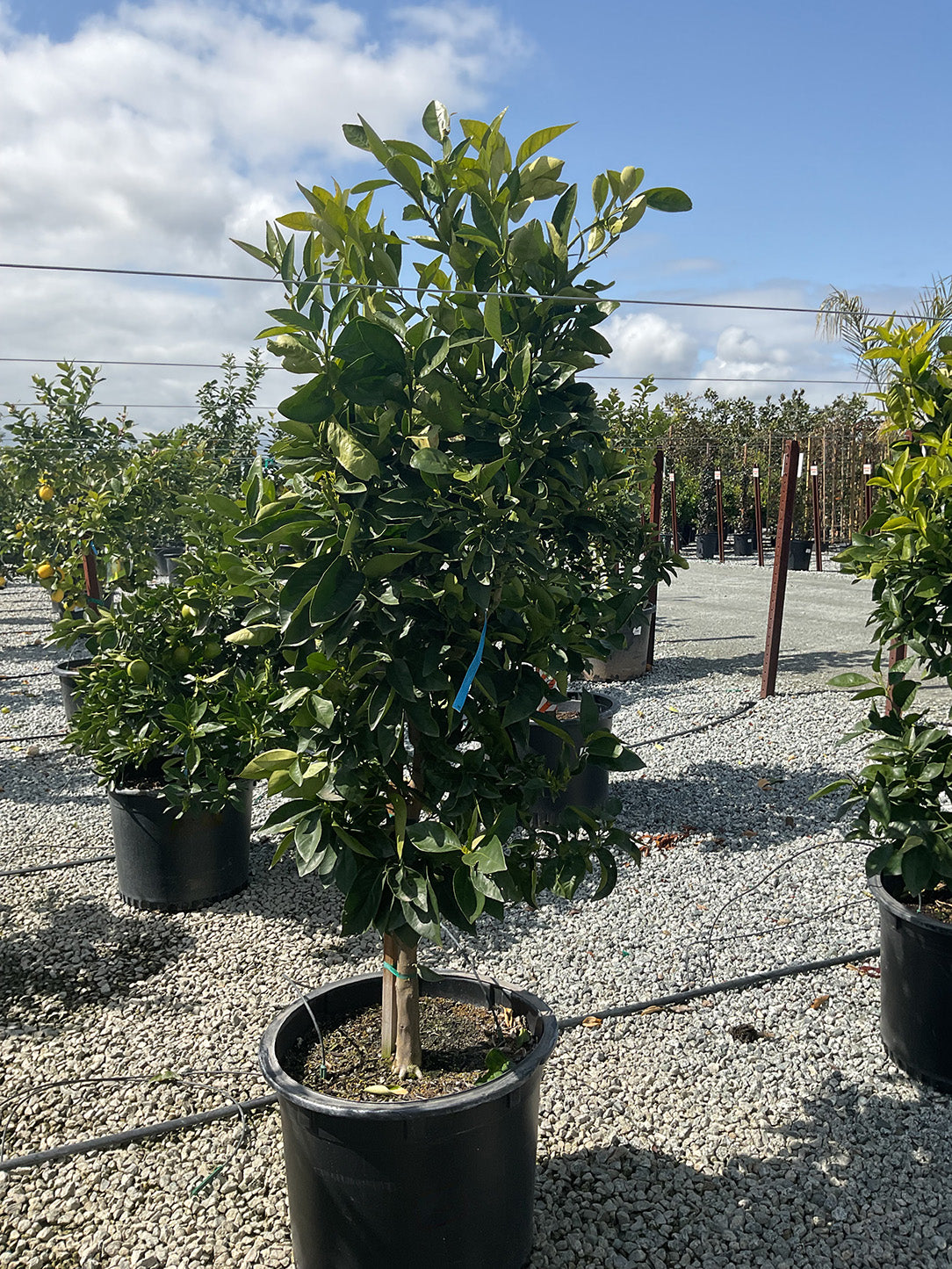 Blood Orange Tree 'Sanguinelli'