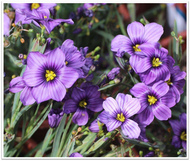 Blue Eyed Grass - Sisyrinchium bellum