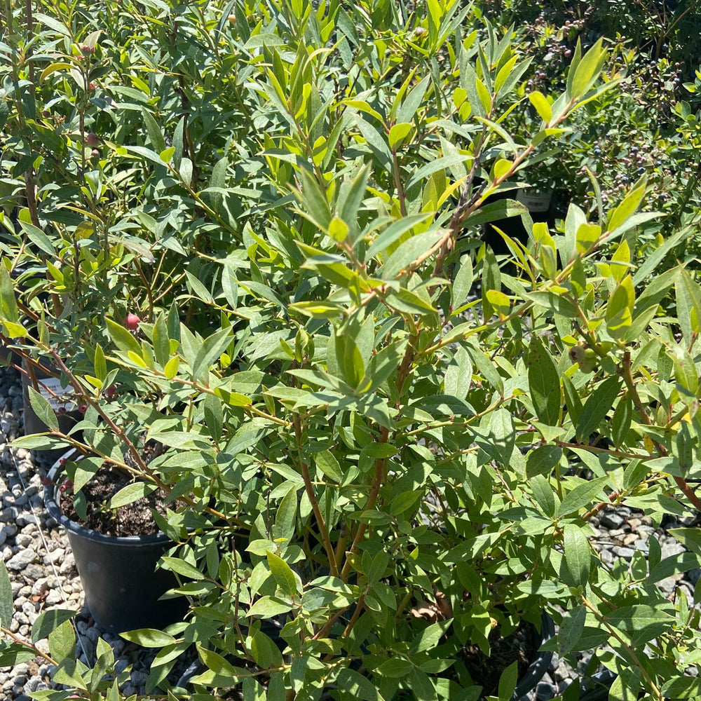 Pink Lemonade Blueberry - Pulled Nursery