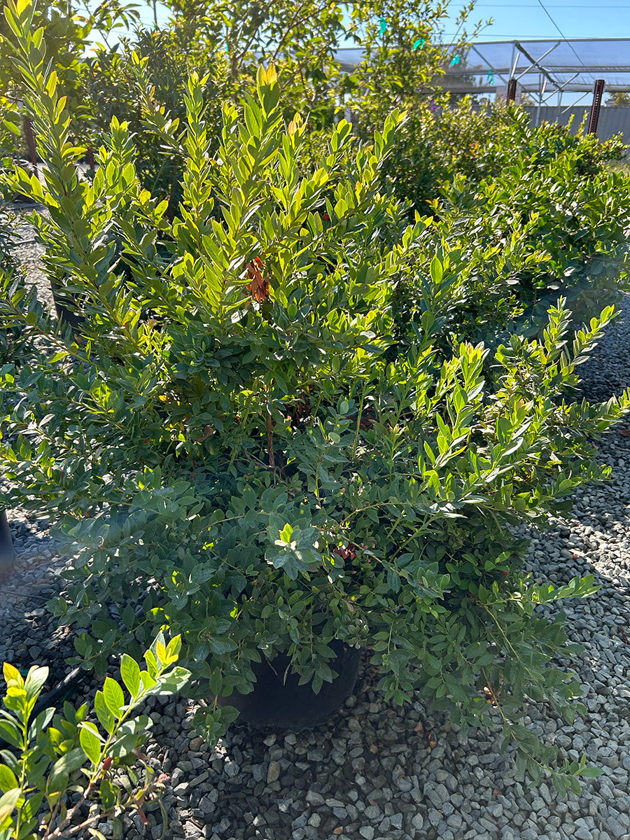 Blueberry Bush 'Legacy' Northern Highbush