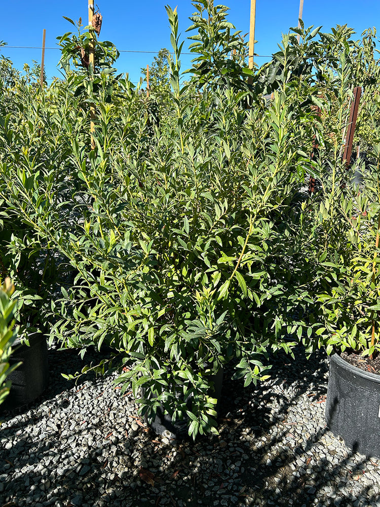 Blueberry Bush 'Pink Lemonade' Northern Highbush, Mid-Late season