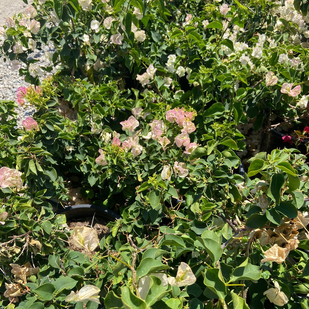 Jamaica White Bougainvillea - Bougainvillea 'Jamaica White' Bush - Pulled Nursery