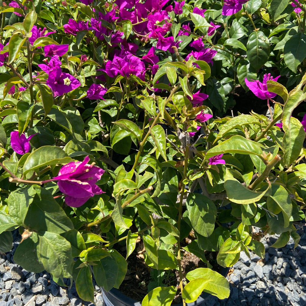 Purple Brasiliensis Bougainvillea - Bougainvillea Brasiliensis Bush - Pulled Nursery