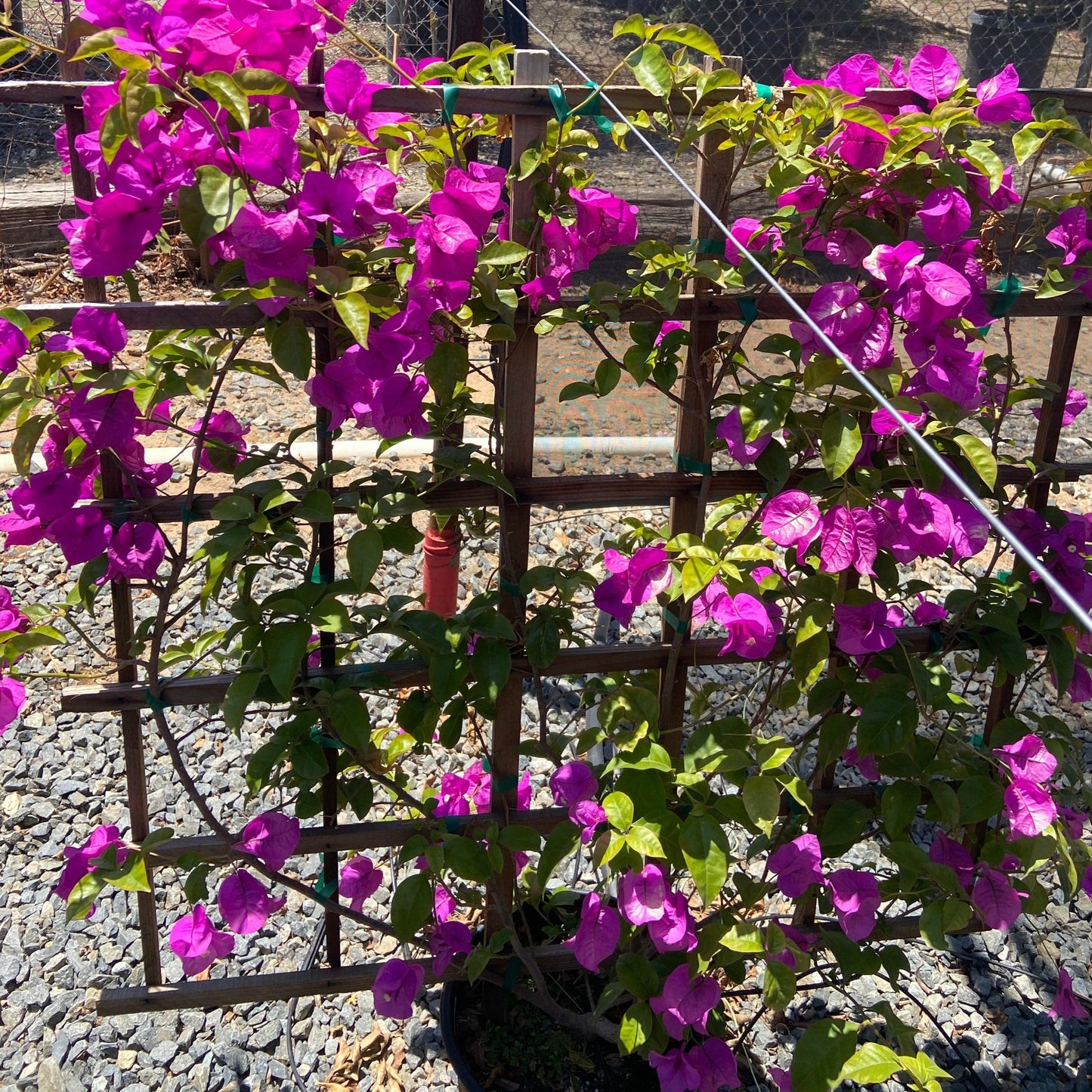 Purple Brasiliensis Bougainvillea - Bougainvillea brasiliensis Espalier (Purple) - Pulled Nursery