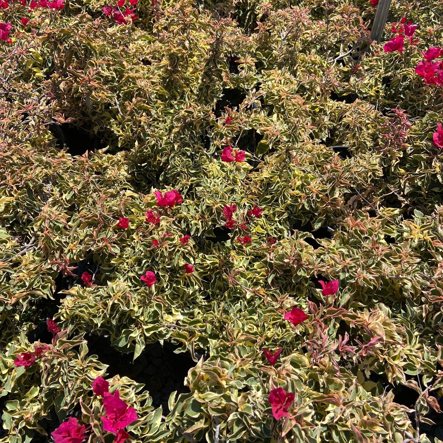 Raspberry Ice Bougainvillea - Bougainvillea 'Raspberry Ice' Bush (Pink) - Pulled Nursery