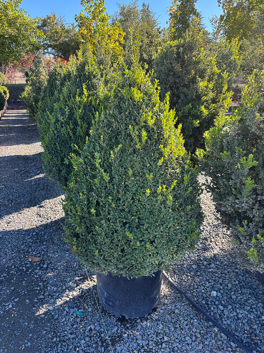Green Mountain Boxwood Cone - Buxus 'Green Mountain'