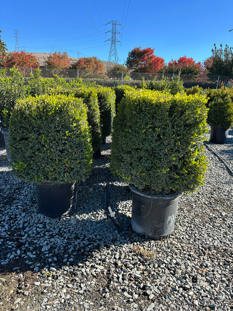 Green Gem Boxwood Cube - Buxus 'Green Gem'