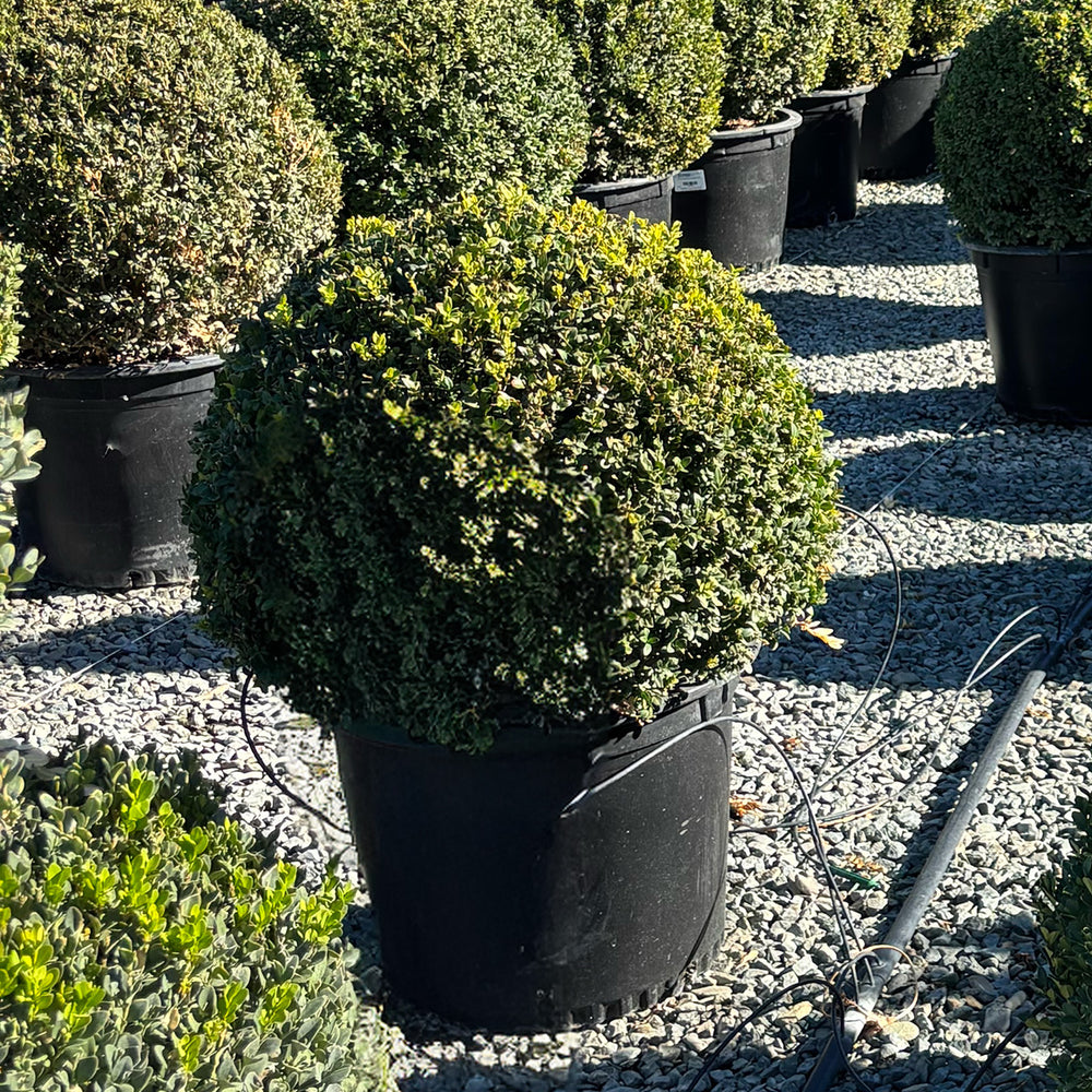 Green Gem Boxwood Globe - Buxus 'Green Gem'