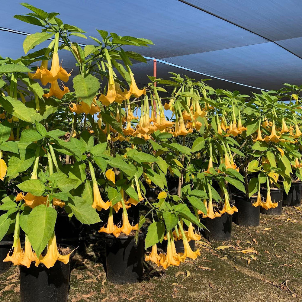 Angel's Trumpet - Brugmansia ‘Charles Grimaldi’ - Pulled Nursery